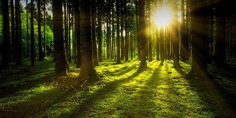 trees in a forest