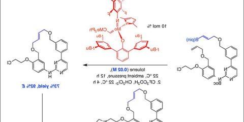 A new catalytic approach developed by BC and MIT researchers uses ring-closing metathesis to produce a compound with characteristics central to drug discovery research. 